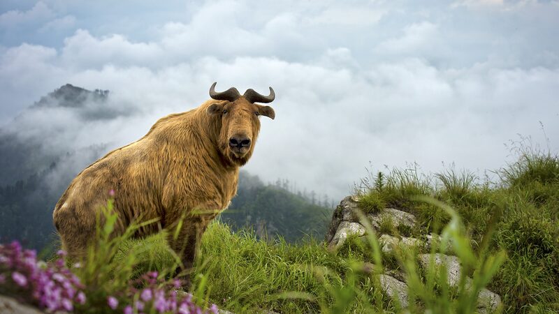 _La_naturaleza_resurge__Fauna_salvaje_vuelve_a_Shaanxi_despue_s_de_25_an_os___ video poster