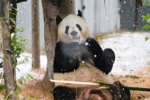 La población de pandas gigantes salvajes en China aumenta a casi 1.900 La_poblacio_n_de_pandas_gigantes_salvajes_en_China_aumenta_a_casi_1_900