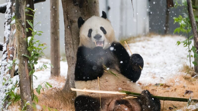 La_poblacio_n_de_pandas_gigantes_salvajes_en_China_aumenta_a_casi_1_900