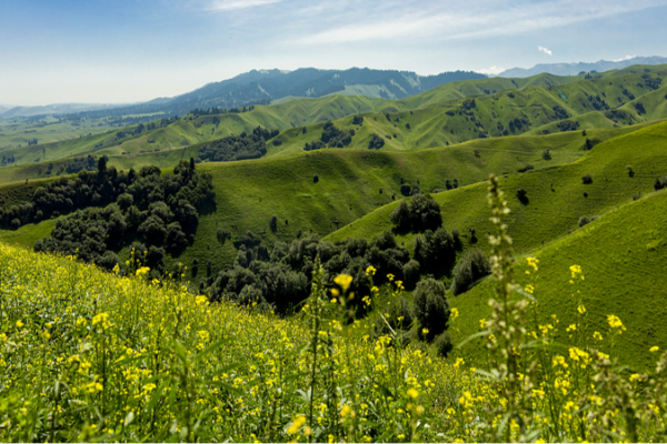 La pradera Nalati en Xinjiang florece en un paraíso de flores silvestres 🌸 La_pradera_Nalati_en_Xinjiang_florece_en_un_parai_so_de_flores_silvestres__
