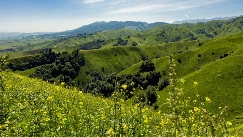 La_pradera_Nalati_en_Xinjiang_florece_en_un_parai_so_de_flores_silvestres__