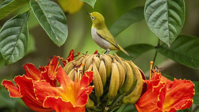 La_primavera_esta__aqui___adorables_aves_conocen_a_los_florecientes_a_rboles_de_tulipa_n_africano___