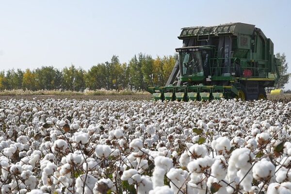 La_produccio_n_de_algodo_n_de_Xinjiang_alcanza_un_re_cord_histo_rico_en_2024__