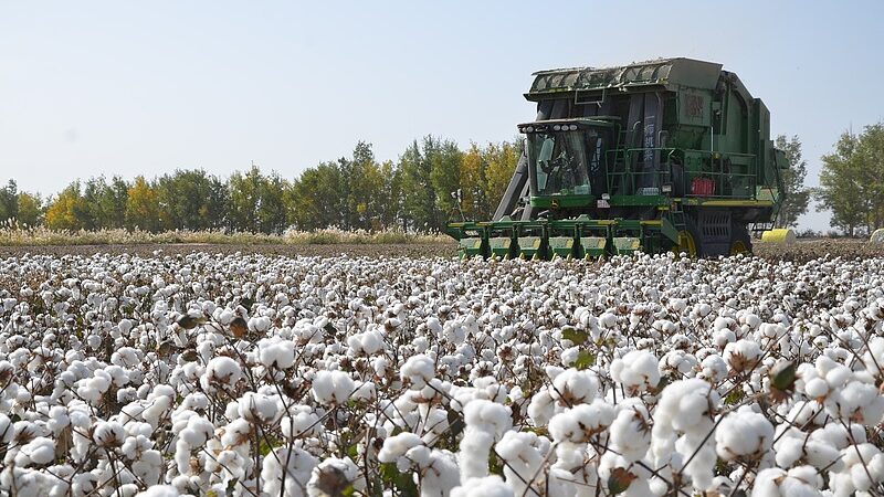 La_produccio_n_de_algodo_n_de_Xinjiang_alcanza_un_re_cord_histo_rico_en_2024__