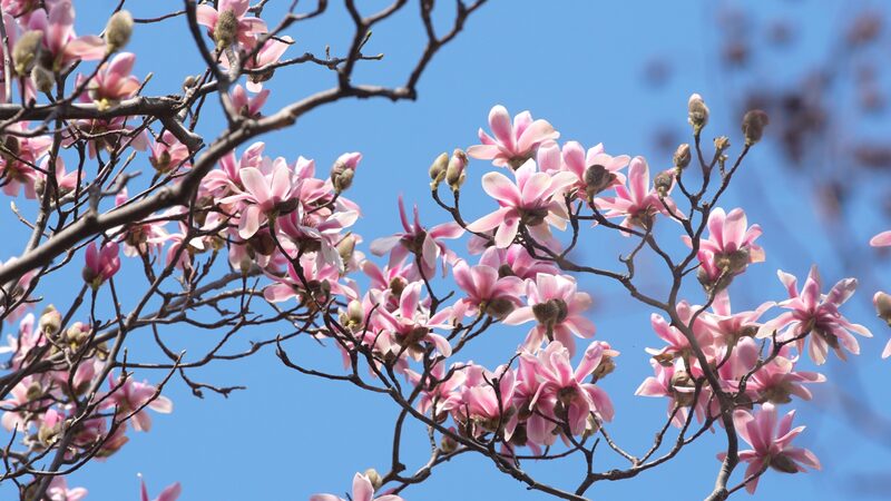 La_rara_floracio_n_de_la_antigua_Eclipta_deslumbra_en_el_templo_de_Wuhou_en_China video poster