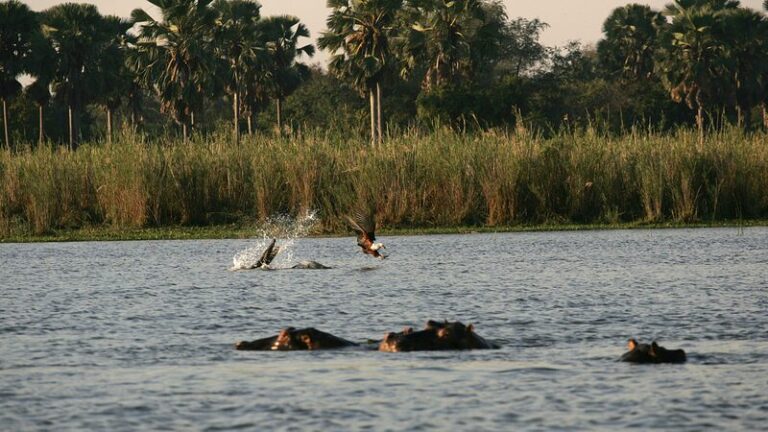 La_revolucio_n_ecolo_gica_de_Malaui__La_conservacio_n_de_la_biodiversidad_toma_el_centro_del_escenario__
