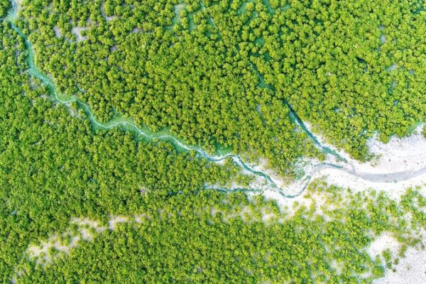 La_revolucio_n_verde_de_China__restaurando_y_revitalizando_sus_vastas_tierras__