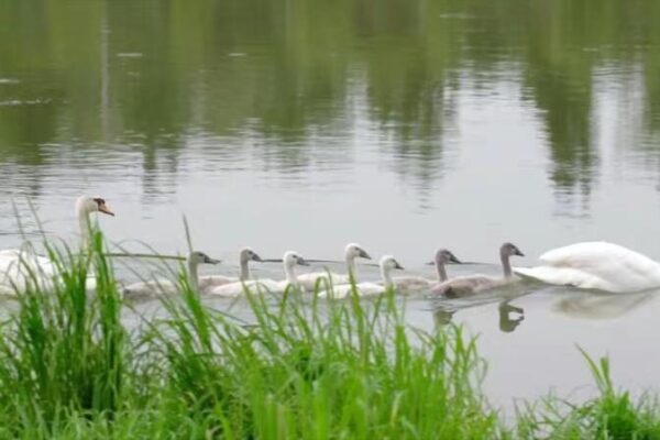¡La sorpresa de una familia de cisnes encanta al río Jialu en Zhengzhou 🦢💖 _La_sorpresa_de_una_familia_de_cisnes_encanta_al_ri_o_Jialu_en_Zhengzhou___ video poster