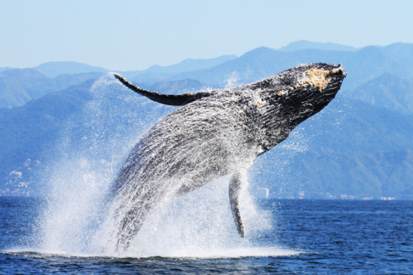 La tecnologĂa de IA ayuda a los cientĂficos a descubrir los secretos de las ballenas jorobadas La_tecnologi_a_de_IA_ayuda_a_los_cienti_ficos_a_descubrir_los_secretos_de_las_ballenas_jorobadas