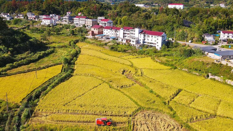La_tecnologi_a_impulsa_la_agricultura_en_China___Del_su_per_arroz_a_los_campos_con_IA____