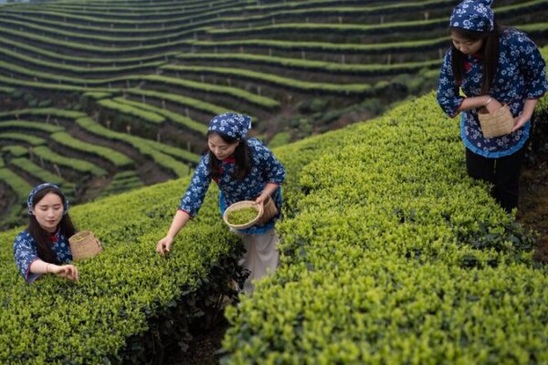 La temporada de recolección de té de primavera brota en Sichuan 🌱🍵 La_temporada_de_recoleccio_n_de_te__de_primavera_brota_en_Sichuan___