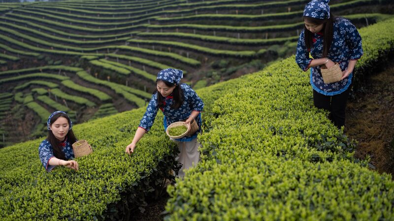 La_temporada_de_recoleccio_n_de_te__de_primavera_brota_en_Sichuan___