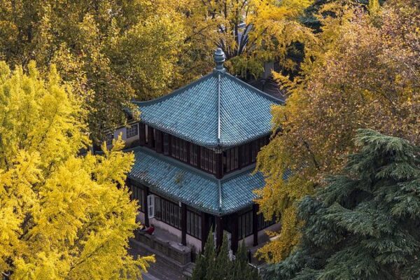 La temporada dorada de ginkgos transforma el Lago Xuanwu de Nanjing en un mundo de ensueño 🌟 La_temporada_dorada_de_ginkgos_transforma_el_Lago_Xuanwu_de_Nanjing_en_un_mundo_de_ensuen_o__
