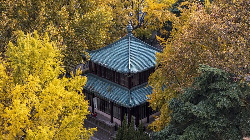 La_temporada_dorada_de_ginkgos_transforma_el_Lago_Xuanwu_de_Nanjing_en_un_mundo_de_ensuen_o__