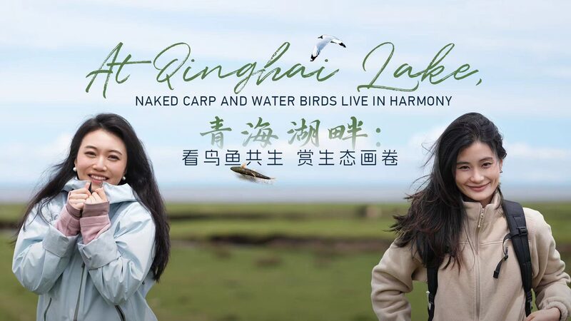 Lago_Qinghai__El_Nuevo_Parai_so_de_Vida_Silvestre_Donde_Peces_y_Aves_Bailan_Juntos_____ video poster