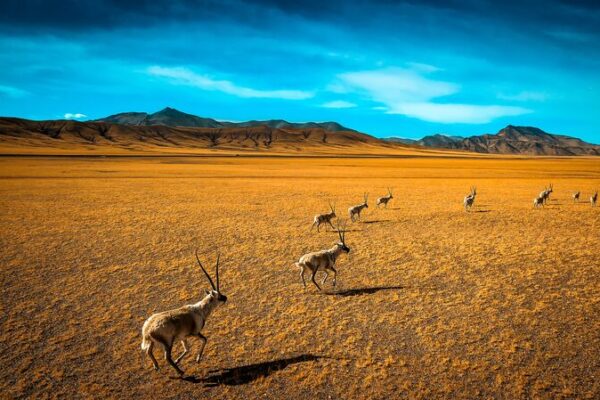 ¡Las Antílopes Tibetanas Embarazadas Comienzan su Épica Migración a la Reserva de Hoh Xil! 🦌💕 _Las_Anti_lopes_Tibetanas_Embarazadas_Comienzan_su_E_pica_Migracio_n_a_la_Reserva_de_Hoh_Xil____