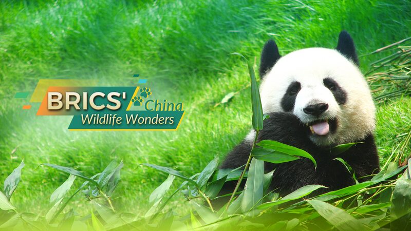 Las_Maravillas_Salvajes_de_China__Conoce_al_Oso_Panda_Gigante__