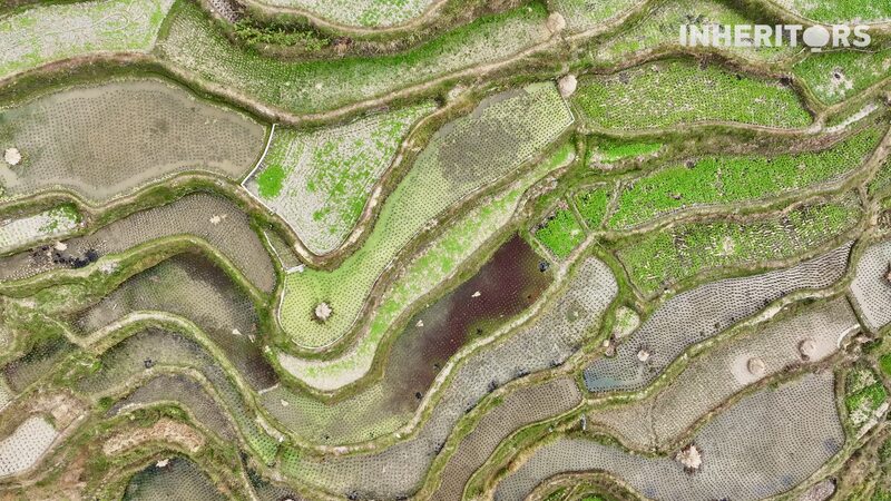 Las_Terrazas_de_Qiandongnan__Una_Danza_Majestuosa_Entre_la_Humanidad_y_la_Naturaleza