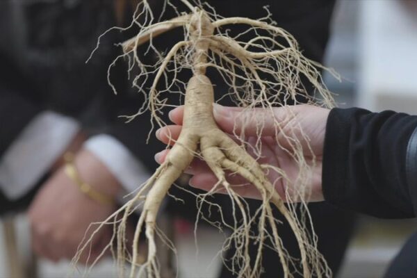 Las antiguas raíces del ginseng prosperan en Liaoning 🌿 Las_antiguas_rai_ces_del_ginseng_prosperan_en_Liaoning__