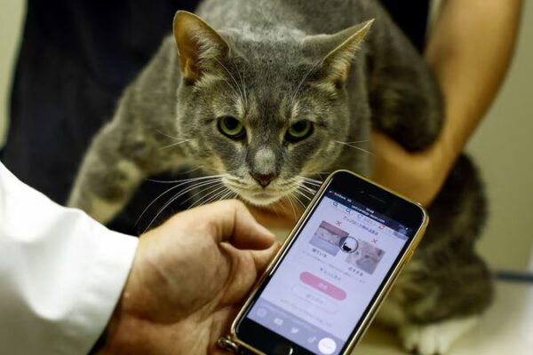 Las_apps_de_IA_revolucionan_el_monitoreo_de_la_salud_de_los_gatos_en_Japo_n___