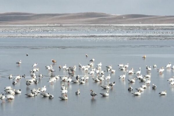 _Las_aves_migratorias_llegan_a_los_humedales_de_China_para_pasar_el_invierno_ video poster