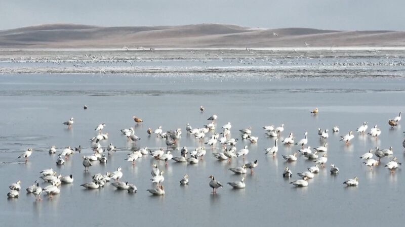 _Las_aves_migratorias_llegan_a_los_humedales_de_China_para_pasar_el_invierno_ video poster