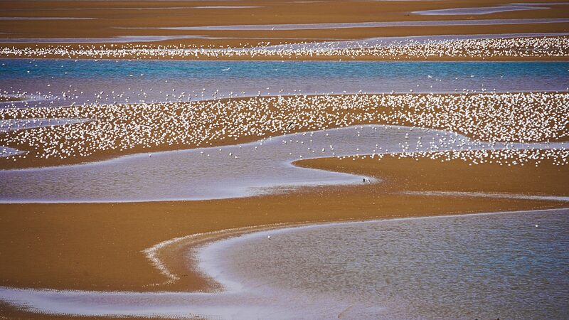 Las_aves_migratorias_pintan_una_escena_impresionante_en_los_humedales_de_Hebei___ video poster