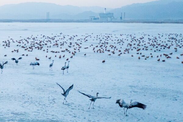 __Las_aves_migratorias_regresan_a_Hohhot_mientras_la_primavera_se_calienta