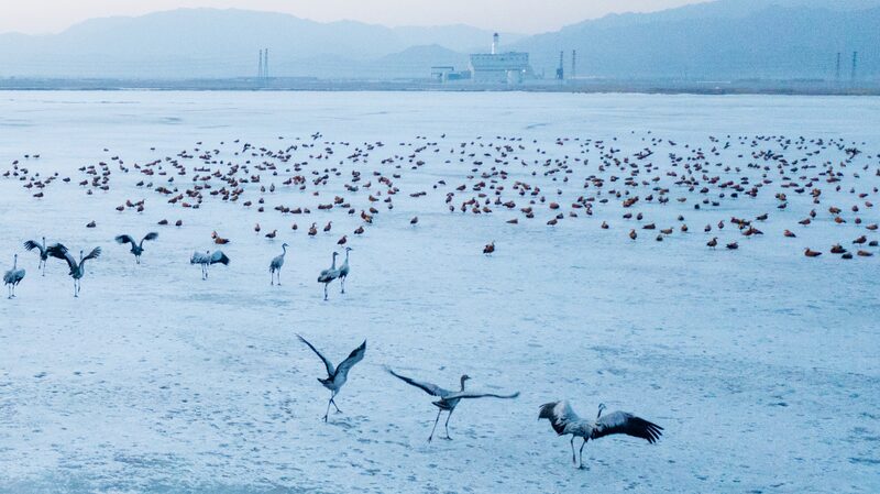 __Las_aves_migratorias_regresan_a_Hohhot_mientras_la_primavera_se_calienta
