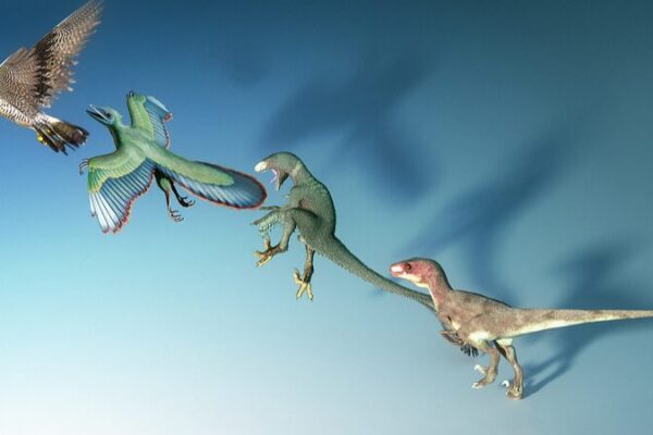 _Las_aves_ya_volaban_antes_de_la_extincio_n_de_los_dinosaurios____