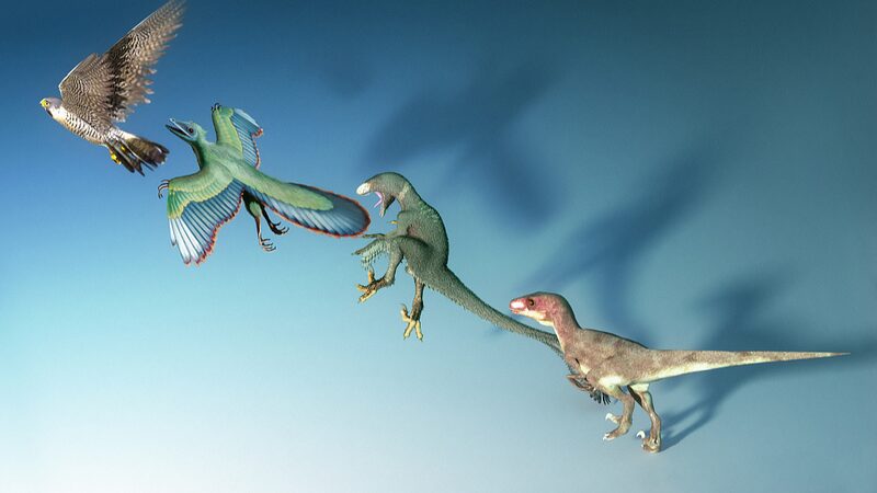 _Las_aves_ya_volaban_antes_de_la_extincio_n_de_los_dinosaurios____