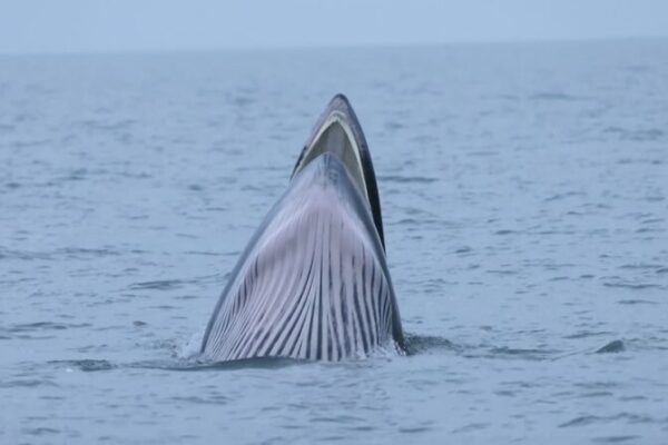 Las ballenas de Bryde prosperan en el paraíso marino de la Isla Weizhou 🐋🌴 Las_ballenas_de_Bryde_prosperan_en_el_parai_so_marino_de_la_Isla_Weizhou___ video poster