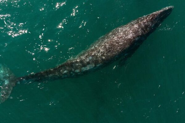 ¡Las ballenas grises del Pacífico están encogiéndose debido al cambio climático! 🐋🌊 _Las_ballenas_grises_del_Paci_fico_esta_n_encogie_ndose_debido_al_cambio_clima_tico____