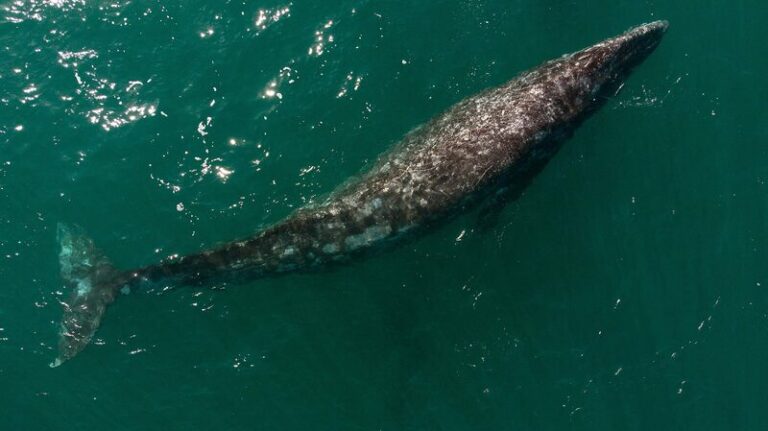 ¡Las ballenas grises del Pacífico están encogiéndose debido al cambio climático! 🐋🌊 _Las_ballenas_grises_del_Paci_fico_esta_n_encogie_ndose_debido_al_cambio_clima_tico____