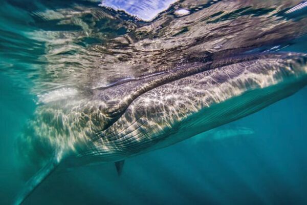 Las ballenas regresan a la costa de Argentina después de 100 años 🐋 Las_ballenas_regresan_a_la_costa_de_Argentina_despue_s_de_100_an_os__