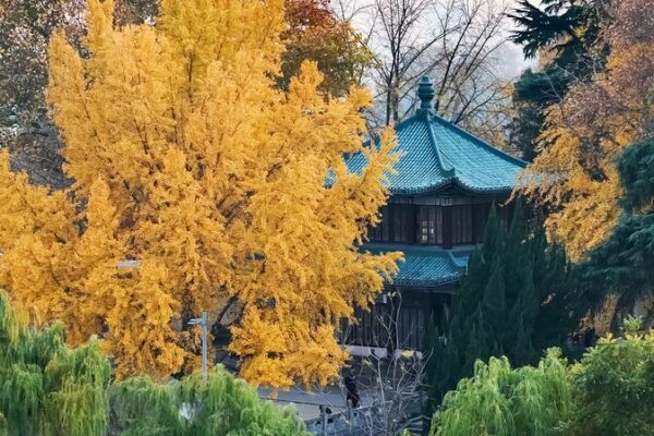 Las_brillantes_hojas_de_ginkgo_iluminan_el_Parque_del_Lago_Xuanwu_en_Nanjing