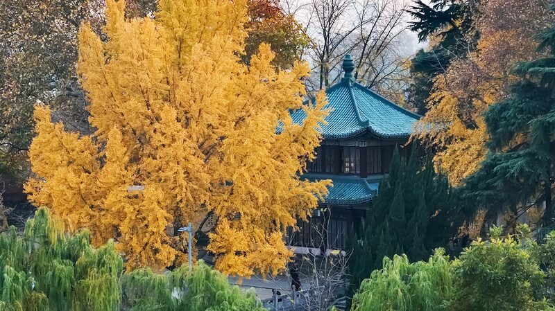 Las_brillantes_hojas_de_ginkgo_iluminan_el_Parque_del_Lago_Xuanwu_en_Nanjing