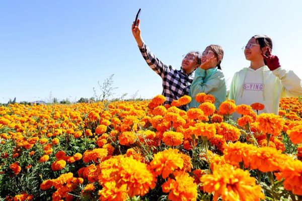 Las caléndulas de Gansu florecen y revitalizan el campo Las_cale_ndulas_de_Gansu_florecen_y_revitalizan_el_campo