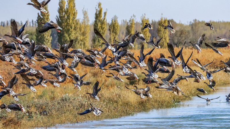 Las_costas_de_China_reciben_a_aves_migratorias_en_su_viaje_hacia_el_sur