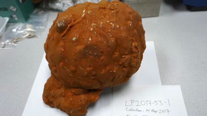 ___Las_esponjas_revelan_el_calentamiento_oculto__el_cambio_clima_tico_es_peor_de_lo_que_pensa_bamos_