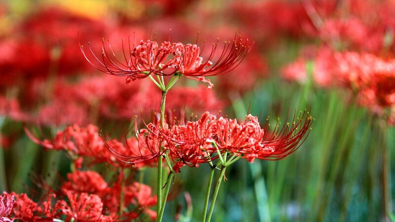 Las_flores_de_lirio_pintan_el_final_del_verano_en_Jiangsu_con_colores_vibrantes__