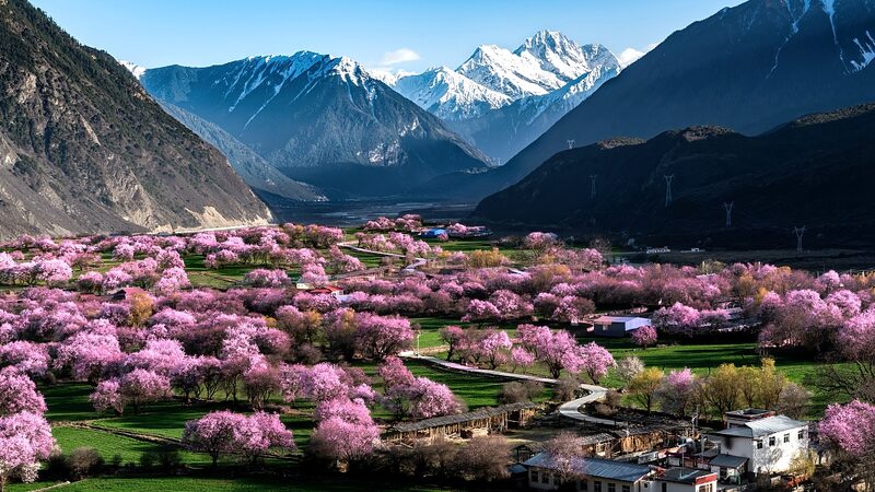 Las_flores_de_primavera_impulsan_el_turismo_en_el_pueblo_Gala_de_Xizang__ video poster