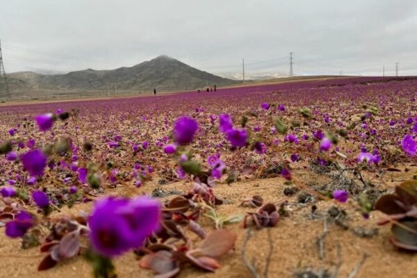 ¡Las flores del desierto florecen temprano en Chile tras lluvias inusuales! 🌸 _Las_flores_del_desierto_florecen_temprano_en_Chile_tras_lluvias_inusuales___