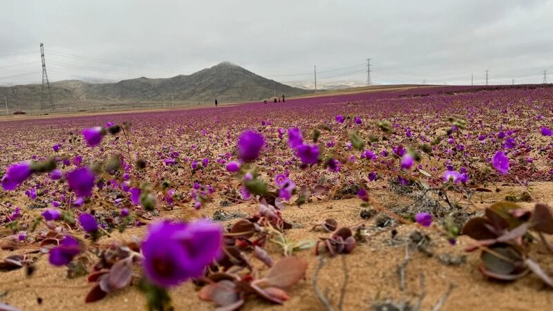 _Las_flores_del_desierto_florecen_temprano_en_Chile_tras_lluvias_inusuales___