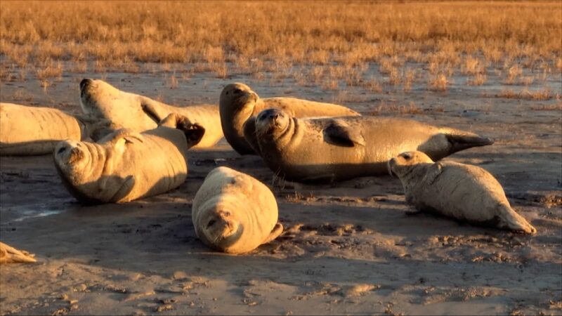 _Las_focas_moteadas_disfrutan_tomando_el_sol_en_la_desembocadura_del_ri_o_Liaohe_en_China_____ video poster