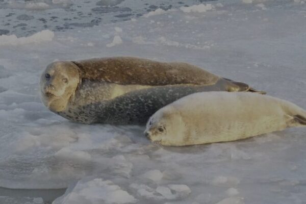 Las focas moteadas en peligro de extinción hacen una aparición en la Bahía de Liaodong 🦭✨ Las_focas_moteadas_en_peligro_de_extincio_n_hacen_una_aparicio_n_en_la_Bahi_a_de_Liaodong___ video poster