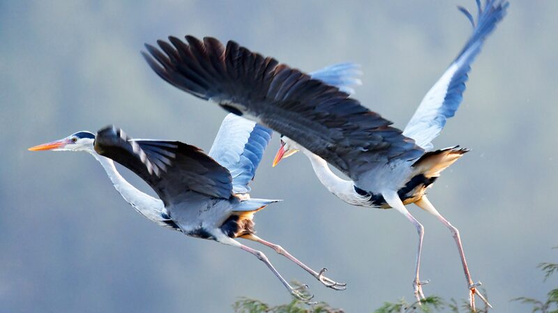 Las_garzas_grises_regresan_a_anidar_en_el_pueblo_de_Dangzhai__suroeste_de_China___