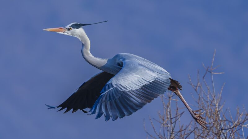 Las_garzas_grises_regresan_al_a_rea_esce_nica_de_Wazigou_en_China___