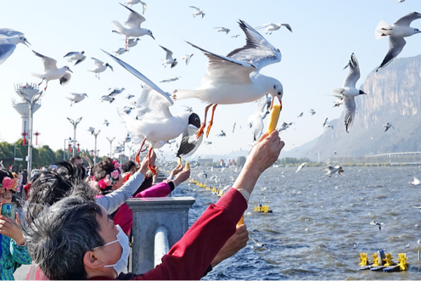 Las gaviotas cabecinegras migratorias encantan a los turistas en el lago Dianchi de China Las_gaviotas_cabecinegras_migratorias_encantan_a_los_turistas_en_el_lago_Dianchi_de_China