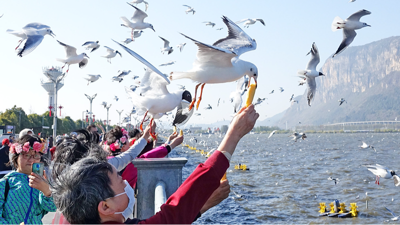 Las_gaviotas_cabecinegras_migratorias_encantan_a_los_turistas_en_el_lago_Dianchi_de_China